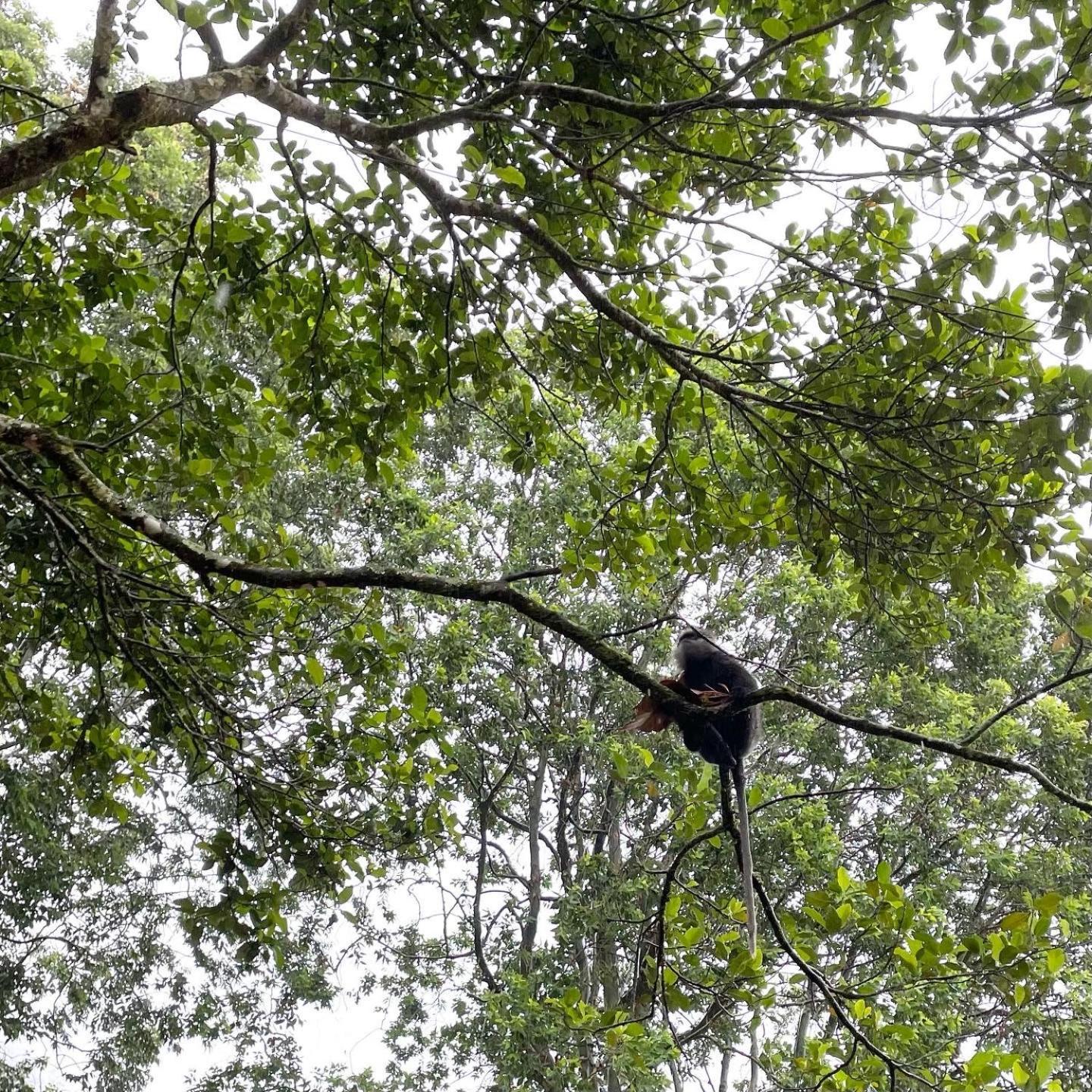 Hotel Mango Tree Nearest Adam'S Peak 날라탄니야 외부 사진